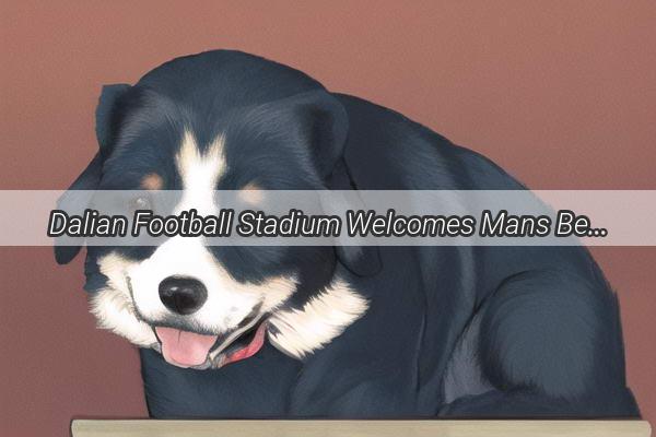 Dalian Football Stadium Welcomes Mans Best Friend with a New Fee Is It Worth It